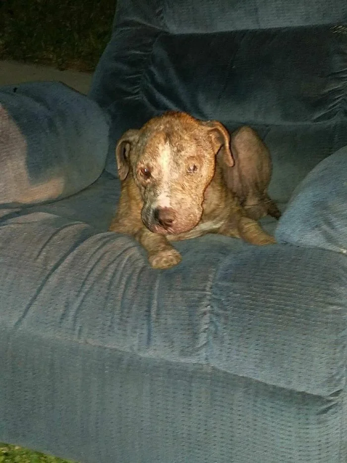 Duke esperó sentado en un viejo sillón