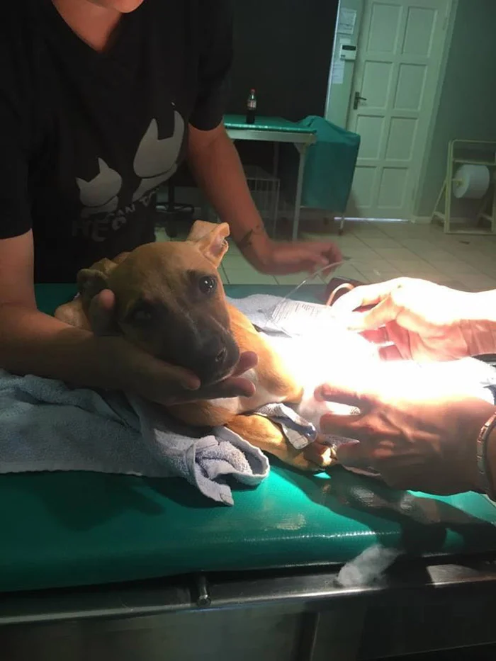 El amor salvó a Nanuk