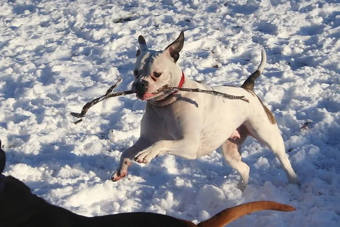 El bulldog americano puede tener el pelaje completamente blanco
