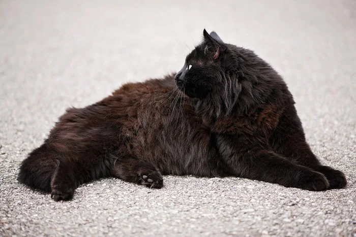 El gato angora negro
