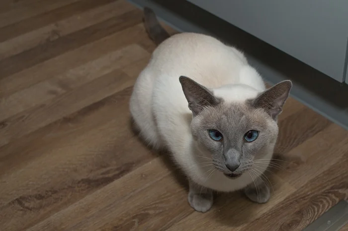 El gato siamés es curioso por naturaleza, le encanta explorar El gato siamés es curioso por naturaleza, le encanta explorar