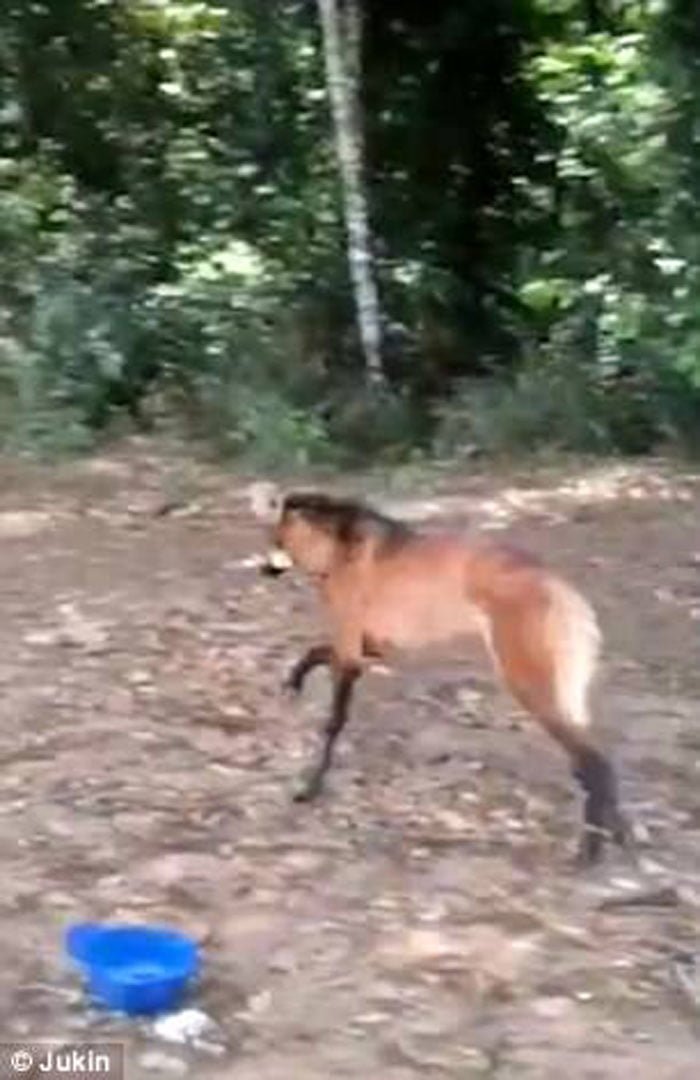 lobo de crin El lobo de crin se fue corriendo