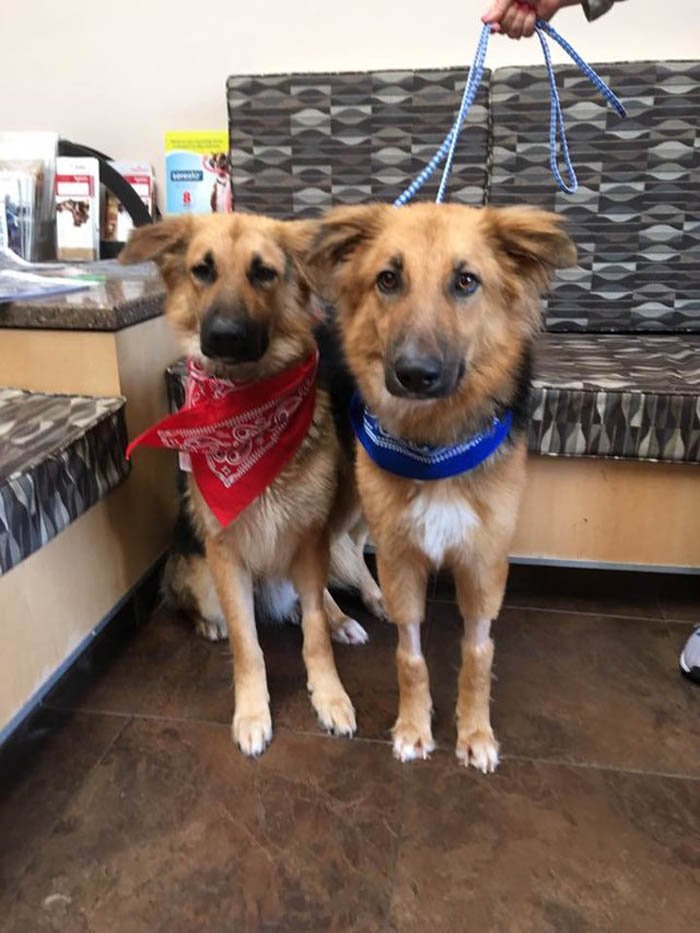 Apolo y Adonis Ellos encontraron un hogar para siempre y JUNTOS
