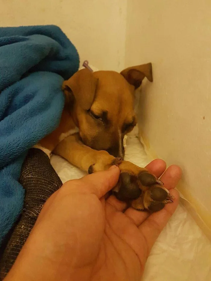 Nanuk es más que adorable