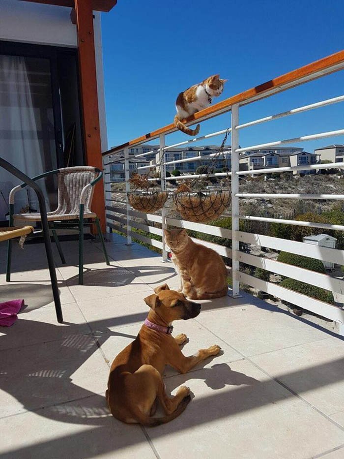Nanuk Nanuk necesita un hogar