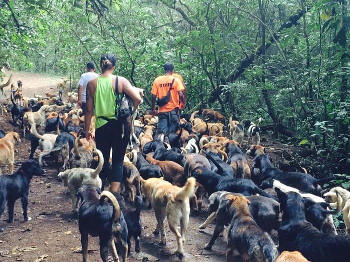 Esta mujer ayuda a cientos de perros Esta mujer ayuda a cientos de perros
