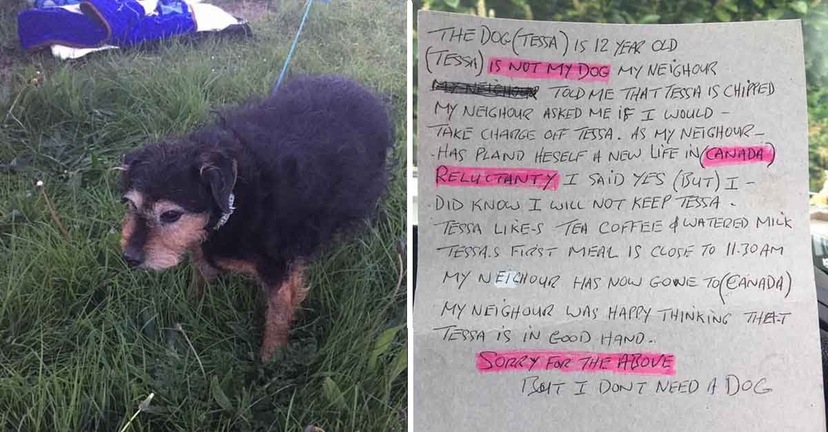 Esta perra de edad avanzada fue abandonada junto a una carta