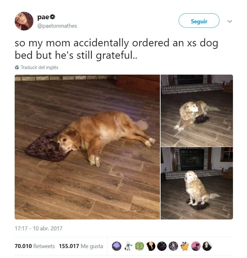 Este perro simula que le gusta la cama diminuta que su madre adoptiva encargó accidentalmente 1 Foto Twitter