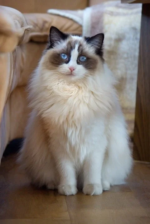 Gato Ragdoll