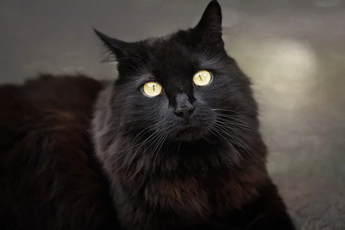 Gato angora negro