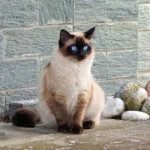 Gato de raza siamés