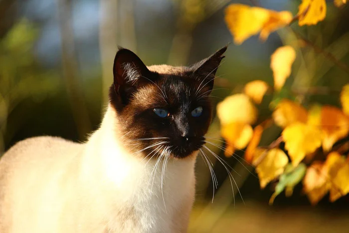 Gato siamés Gato siamés