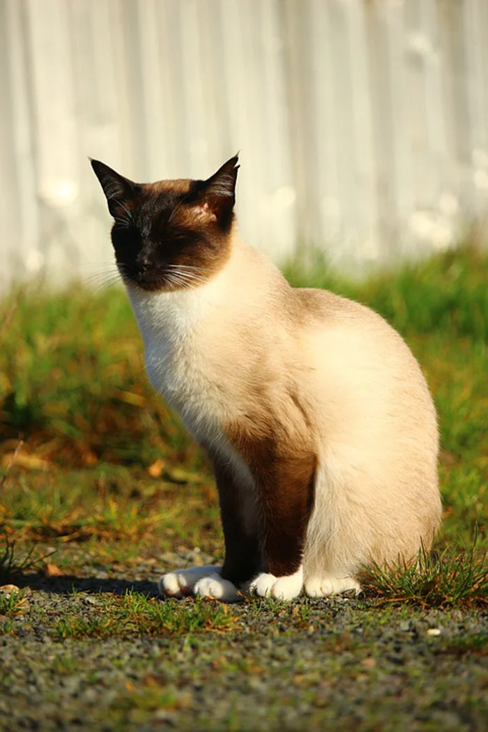 El gato siamés suele ser hiperactivo El gato siamés suele ser hiperactivo