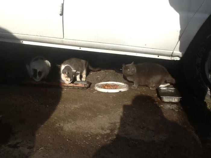 Gatos sin hogar Gatos sin hogar