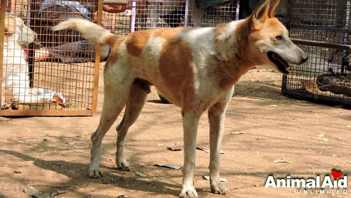 Georgie logró ponerse de pie