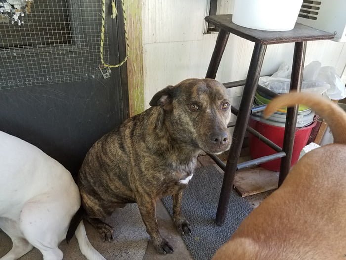 Gloria Gutierrez adora a sus perros Gloria Gutierrez adora a sus perros