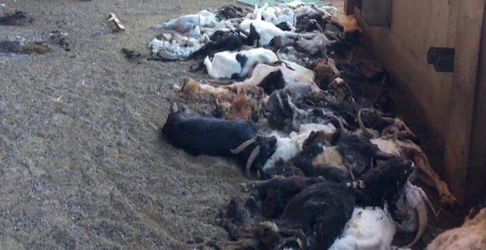 Cabras Granjera fue detenida por dejar morir a 346 cabras