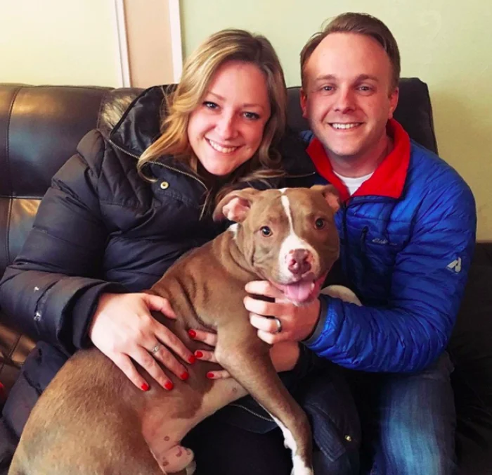 Los perros encontraron una familia Los perros encontraron una familia