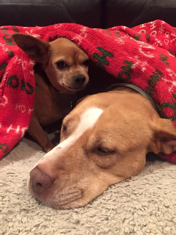 Taco y Merrill Merrill y Taco se aman