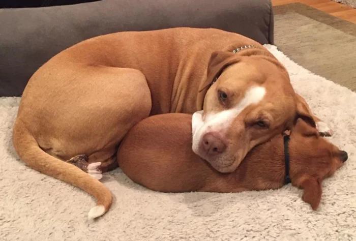 Taco y Merrill Merrill y Taco son inseparables