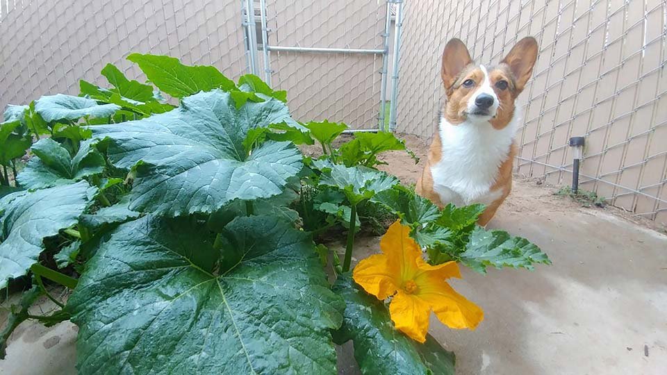 Meya y el jardín