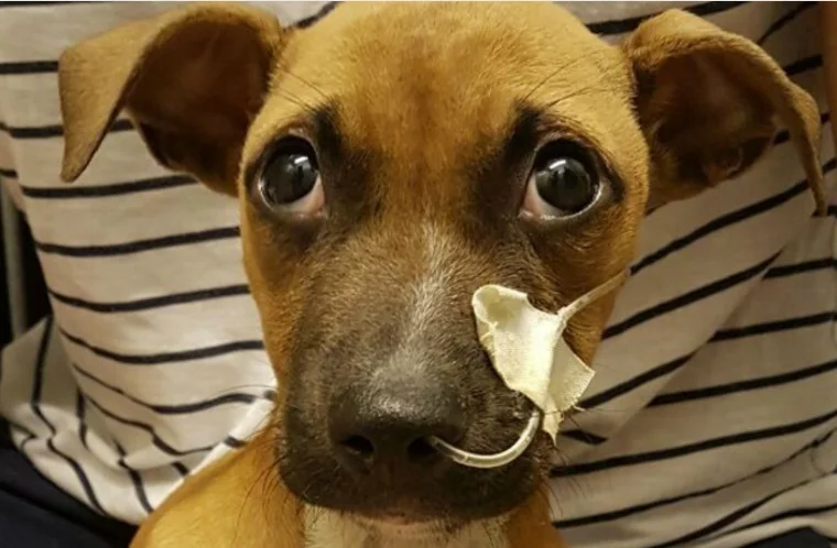 Perra enferma de parvovirosis