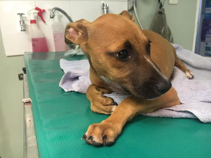 Perra enferma de parvovirus