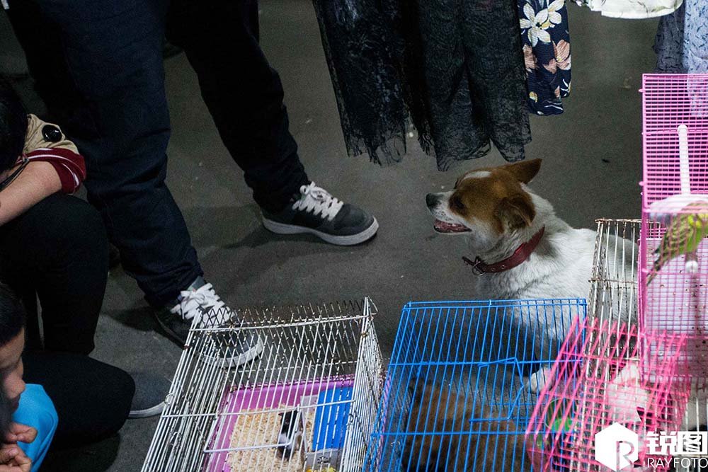 Perra hace guardia para que no vendan a sus cachorros