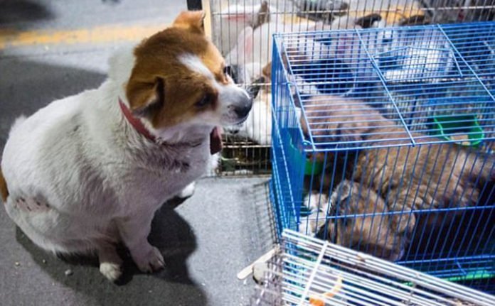 Perra lucha para que no vendan a sus cachorros