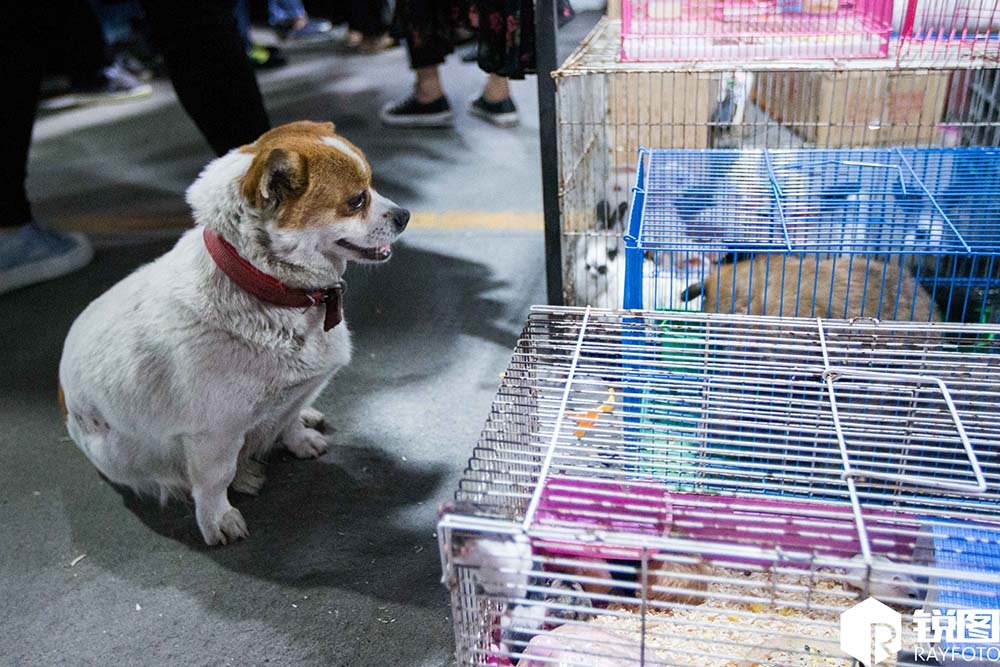 Perra no quiere que vendan a sus cachorros