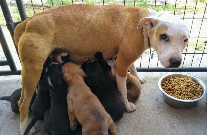 Perra viajaba 2 millas cada día para alimentar a sus cachorros