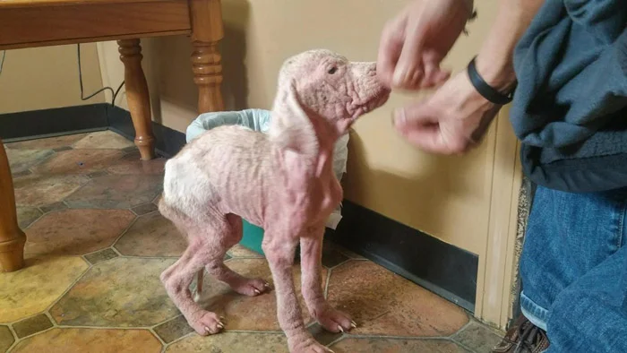 Perro con sarna Perro con sarna