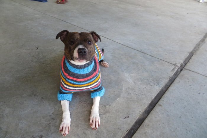 Suéteres para perros