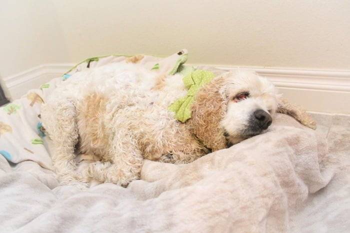 Sonoma Perro de 20 años