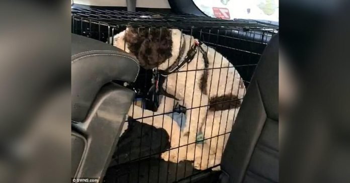 Perro encerrado en un auto estuvo a punto de morir de calor