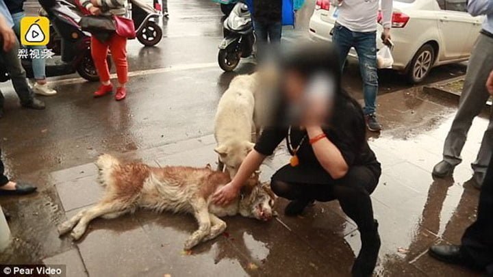 Cane muore in mezzo alla strada