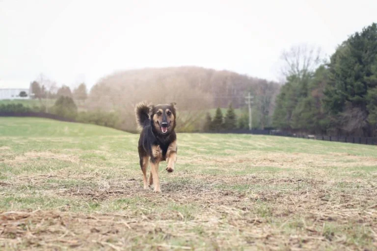 Perro feliz en santuario Perro feliz en santuario