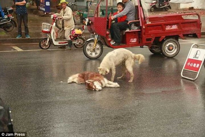 Perro fiel intenta despertar a su amigo