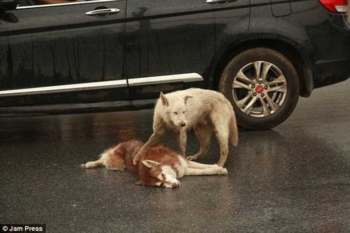 Cane cercando di svegliare un altro cane