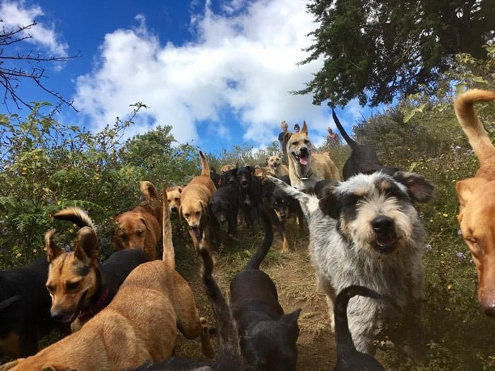 Perros del santuario Perros del santuario