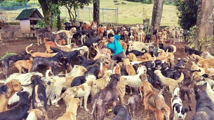 Territorio de Zaguates Perros rescatados