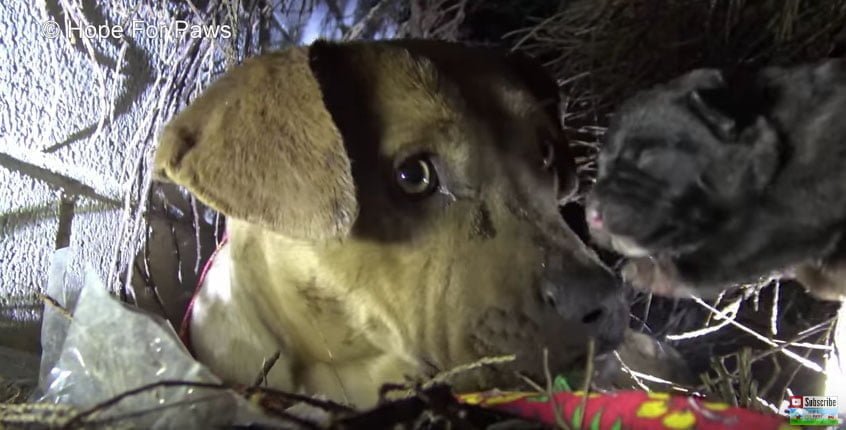 Pitbull abandonada besa a sus cachorros
