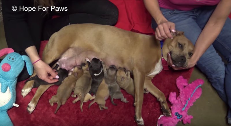 Pitbull y sus cachorros