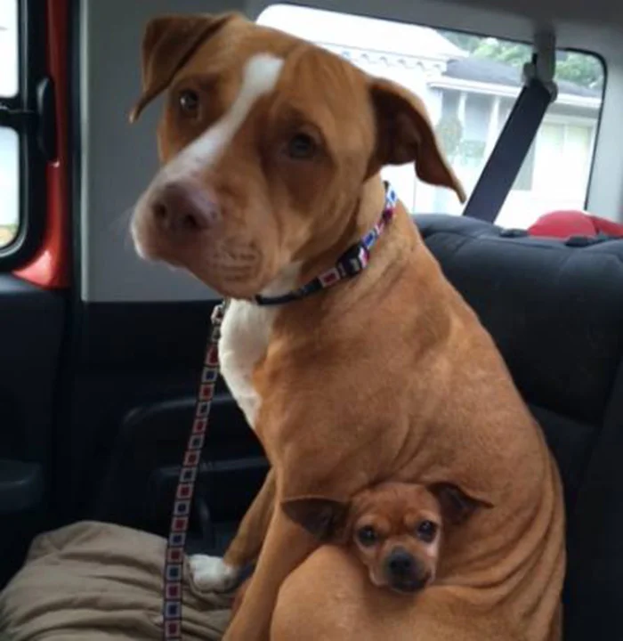 Pitbull y un chihuahua