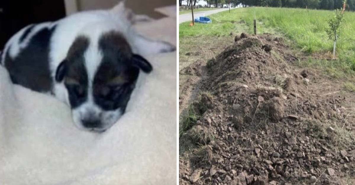 Policía rescató a un cachorro que había sido enterrado vivo en un bosque