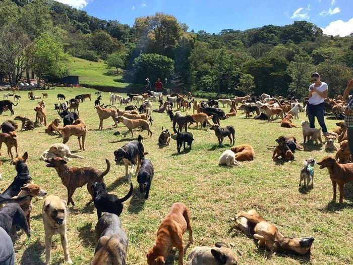 Santuario de perros Santuario de perros