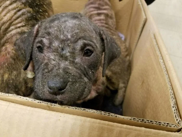 Uno de los perros con sarna Tenían pésimas condiciones de salud