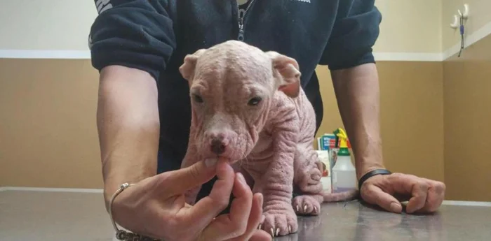 Uno de los perros con sarna Uno de los perros con sarna