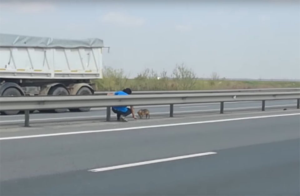 Veterianario rescata perro en la carretera