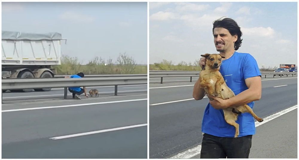 Veteriario rescata a un perro asustado en la carretera